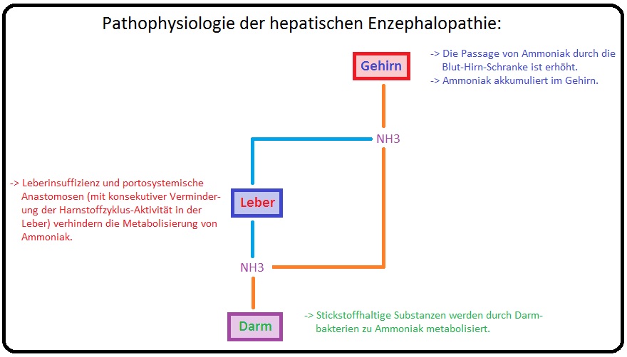 340 Pathophysiologie der hepatischen Enzephalopathie