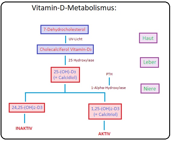 503 Vitamin D Metabolismus