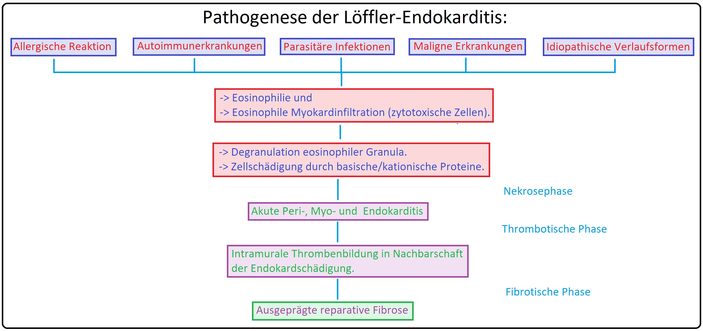 512 Pathogenese der Löffler Endokarditis