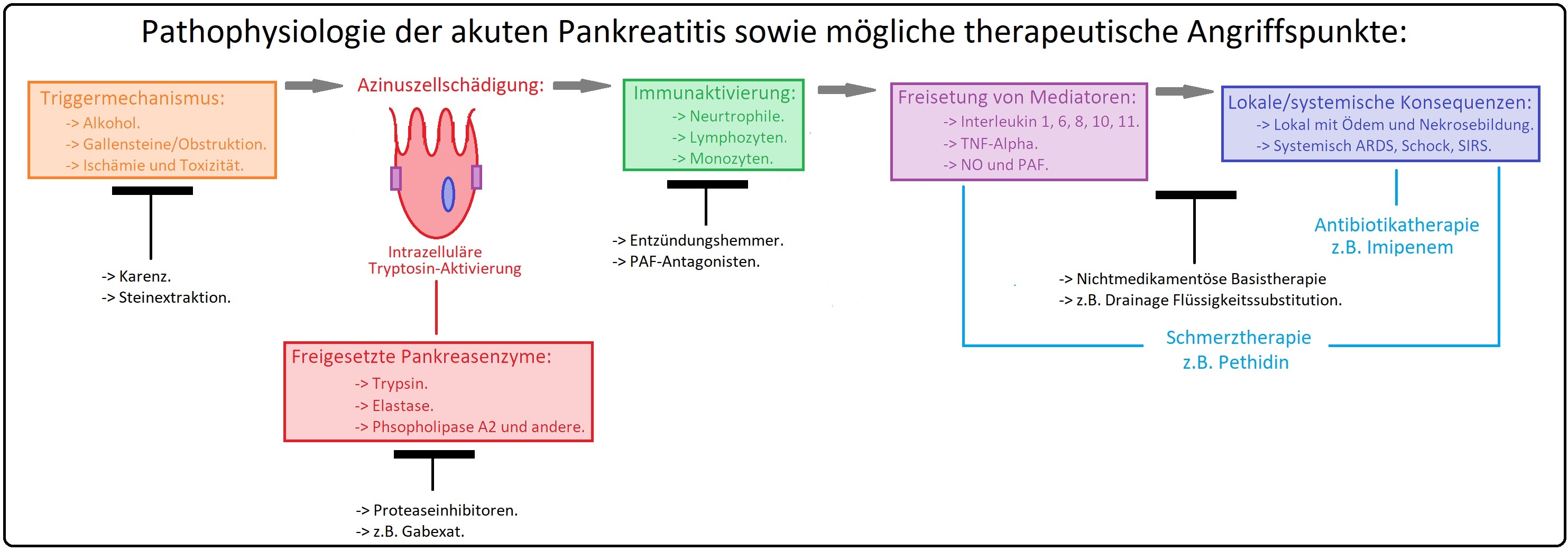 586 Pathophysiologie der akuten Pankreatitis sowie mögliche therapeutische Angriffspunkte
