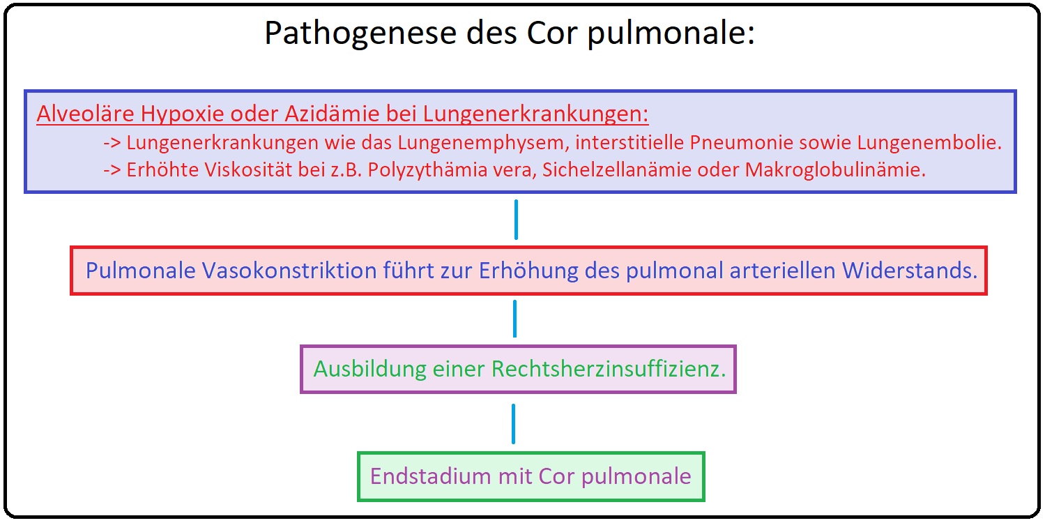 860 Pathogenese des Cor pulmonale