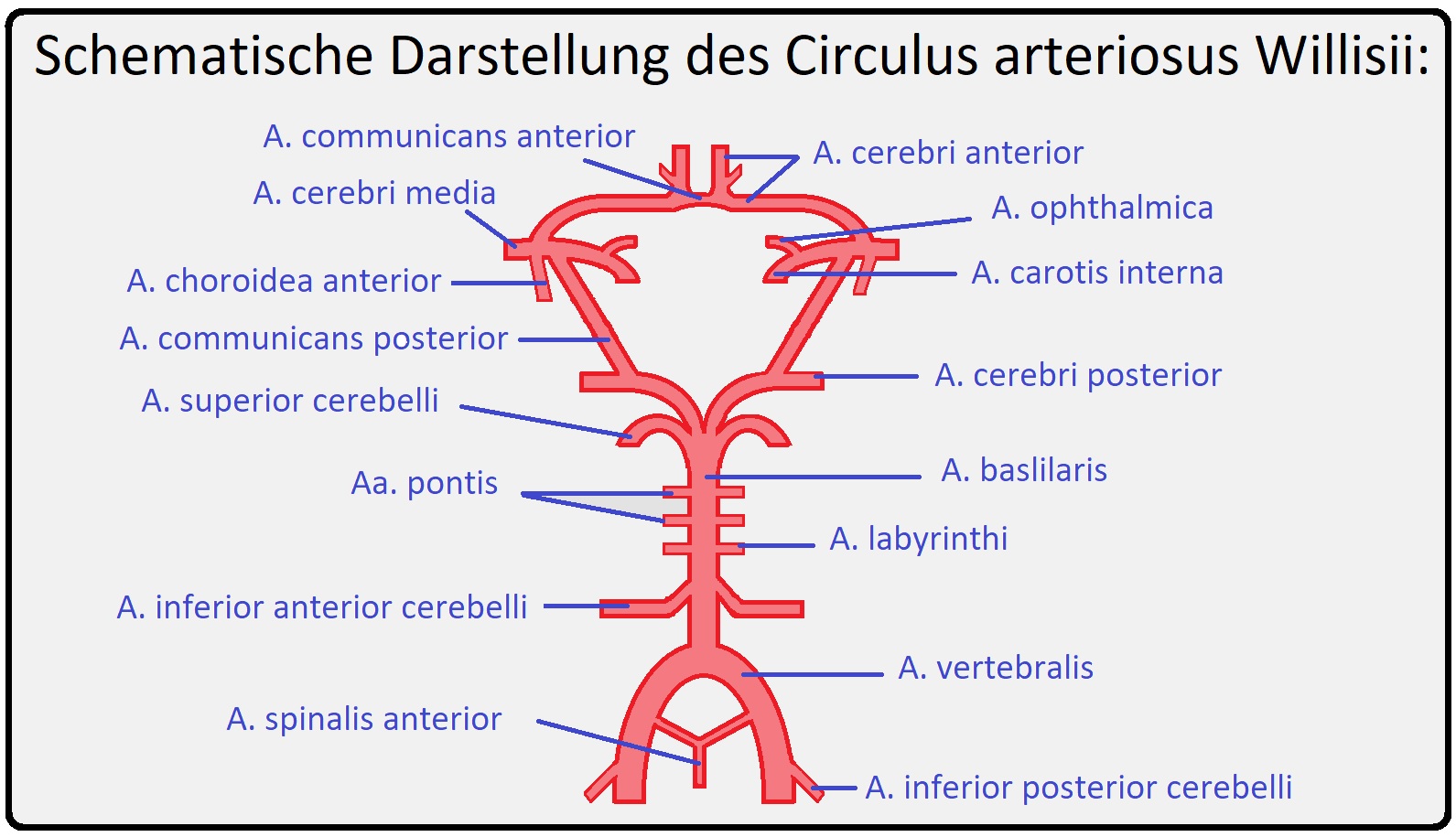 017 Schematische Darstellung des Circulus arteriosus Willisii