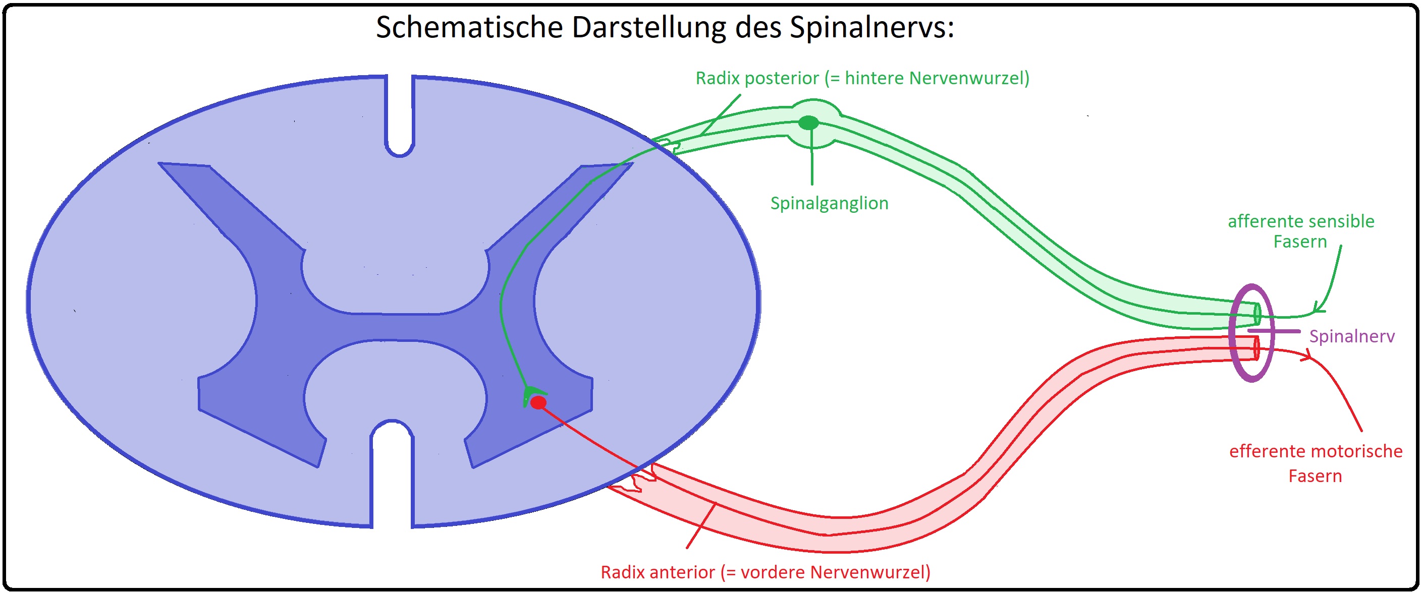037 Schematische Darstellung des Spinalnervs