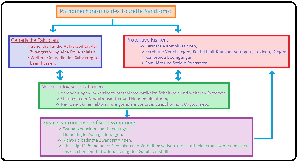 312 Pathomechanismus des Tourette Syndroms