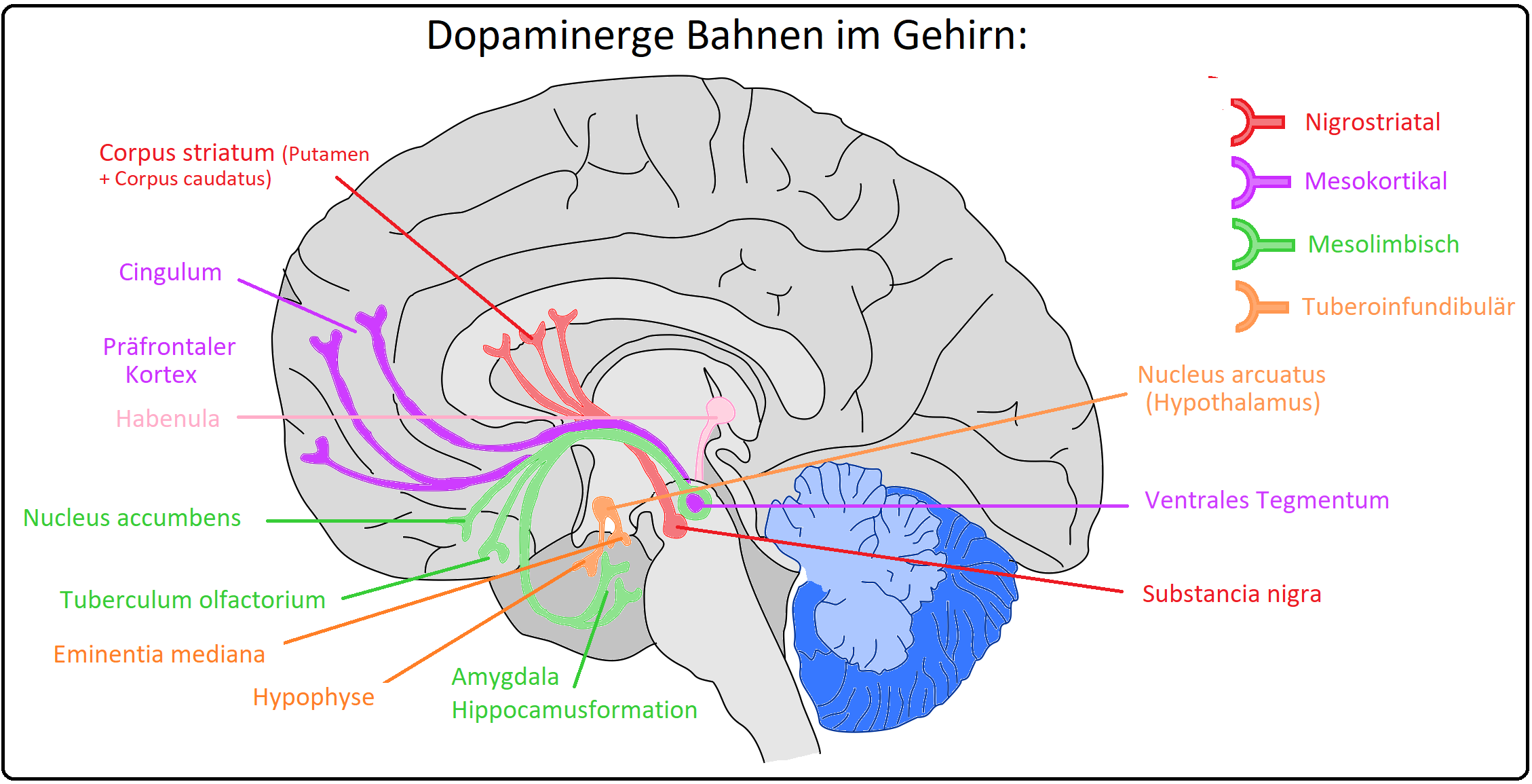 585 Dopaminerge Bahnen im Gehirn
