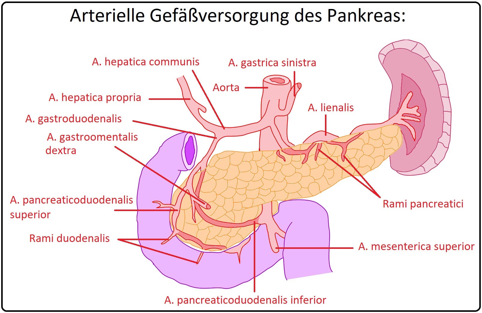556 Arterielle Gefäßversorgung des Pankreas