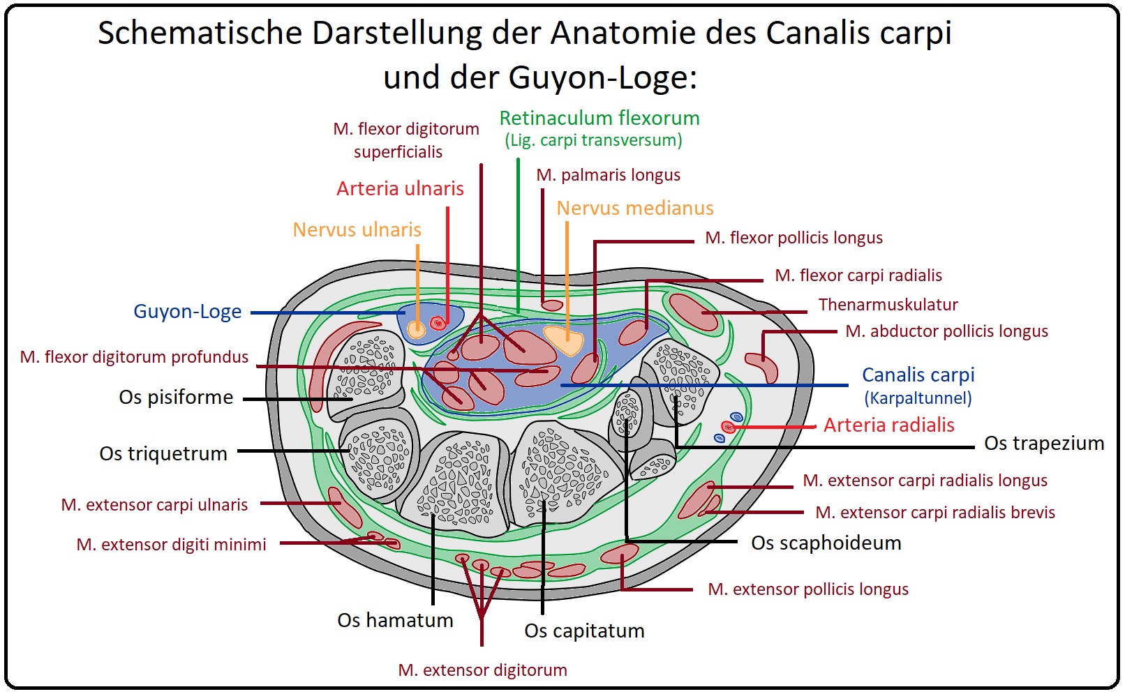 765 Schematische Darstellung der Anatomie des Canalis Carpi und der Guyon Loge